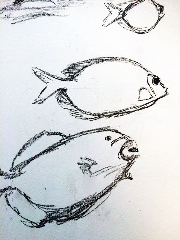 triggerfish doodles