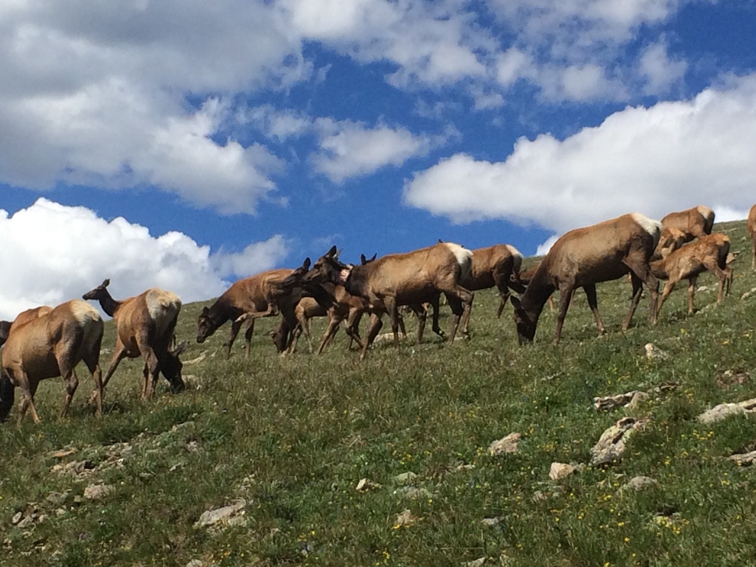 herd of Elk