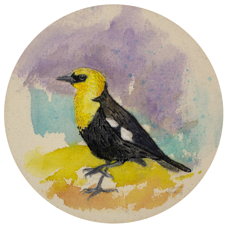 yellow headed black bird