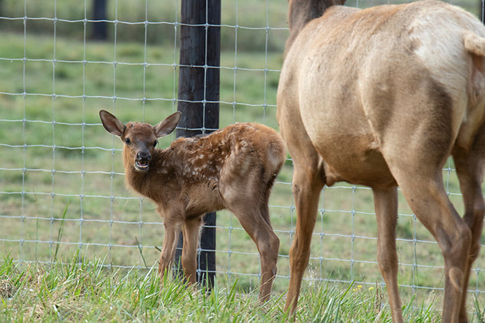 elk newborn