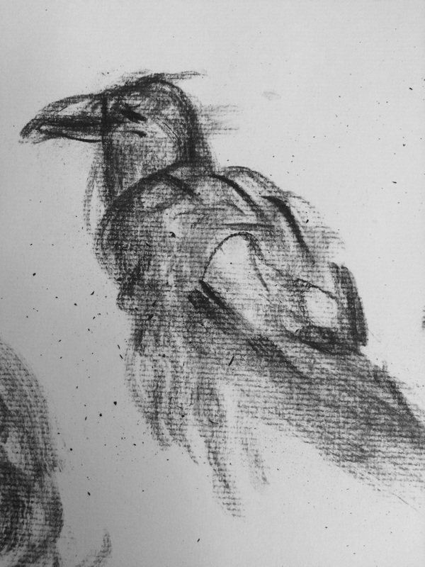 Raven drawing