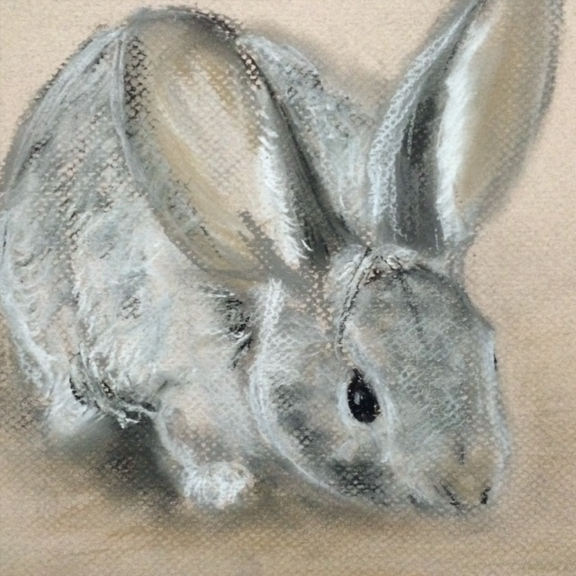 Cottontail Rabbit drawing