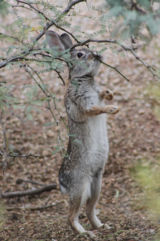 Cottontail rabbit eating