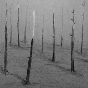 ashes charred trees