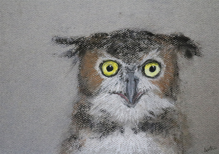 great horned owl pastel