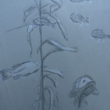 kelp forest drawing