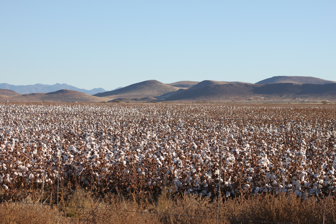 Cotton field, southern arizona