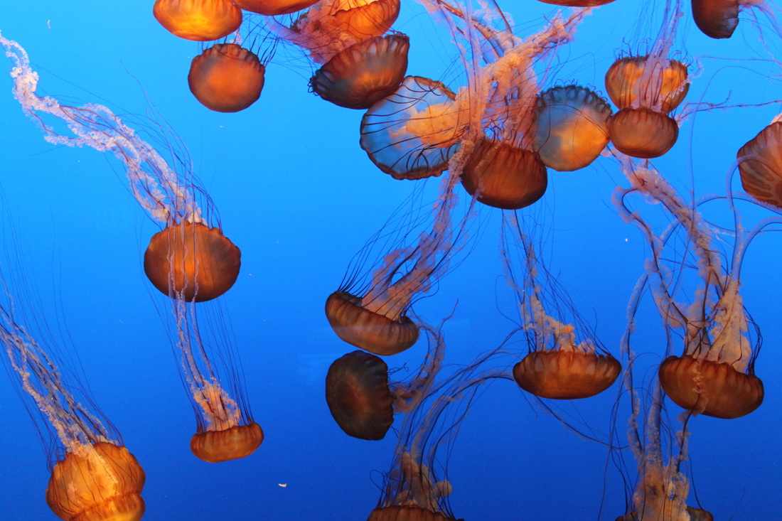jellyfish monterey aquarium