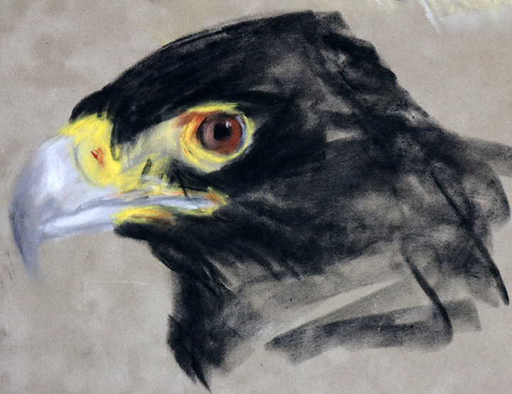 black african eagle drawing