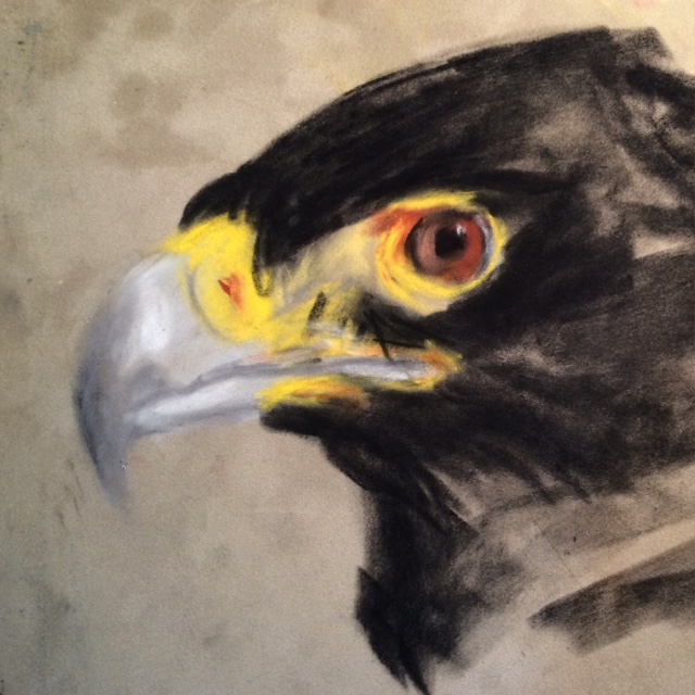 African Black Eagle drawing