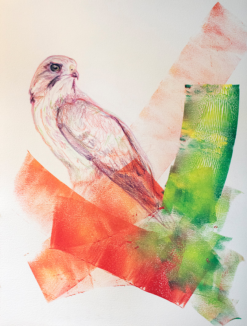 broad-winged hawk