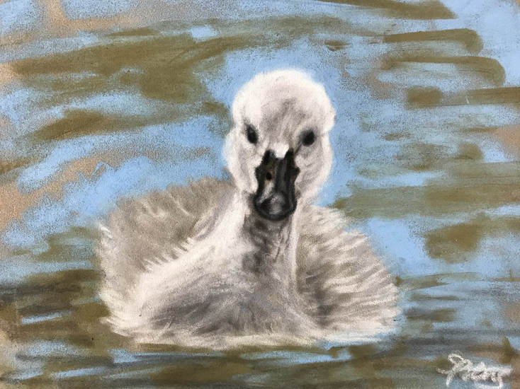 cygnet baby swan