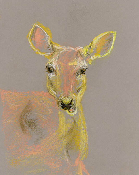 Deer Pastel Drawing