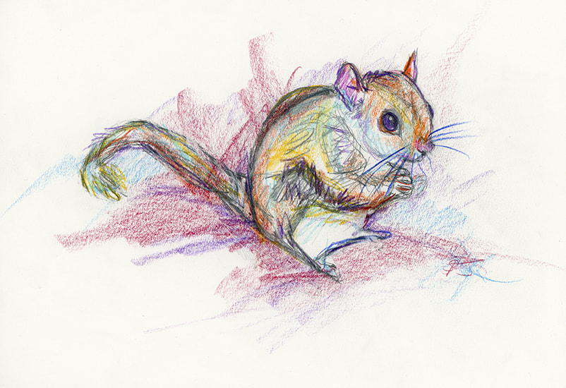 flying squirrel drawing
