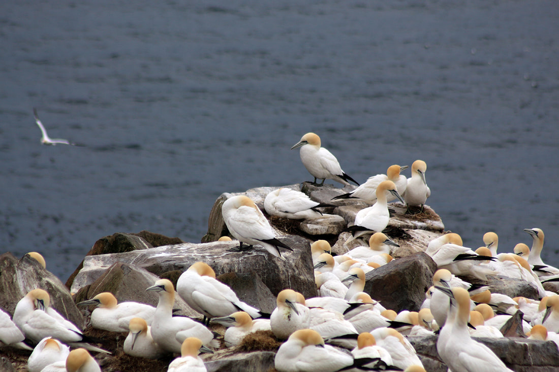 gannets cape st mary