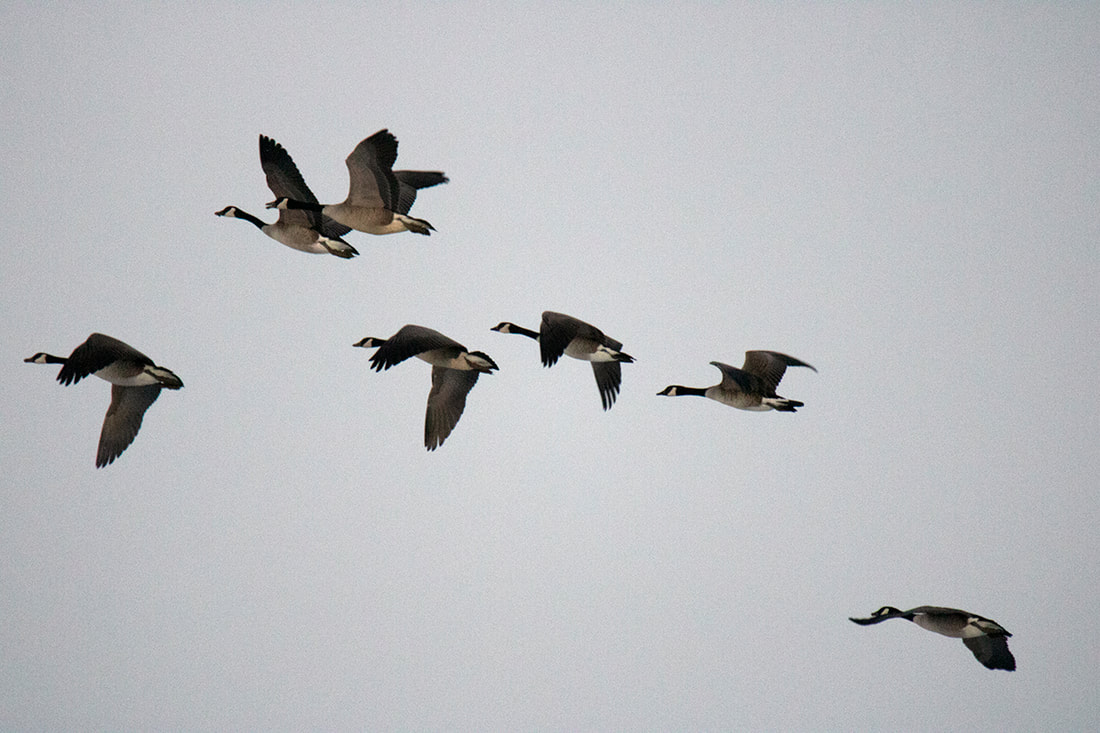 canada geese flying
