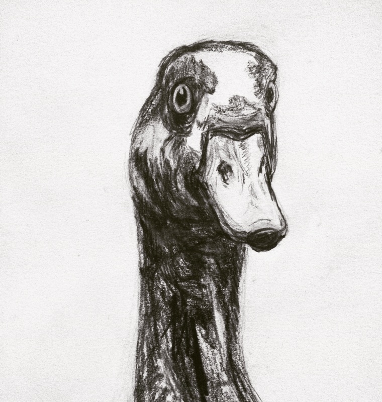 Egyptian Goose drawing