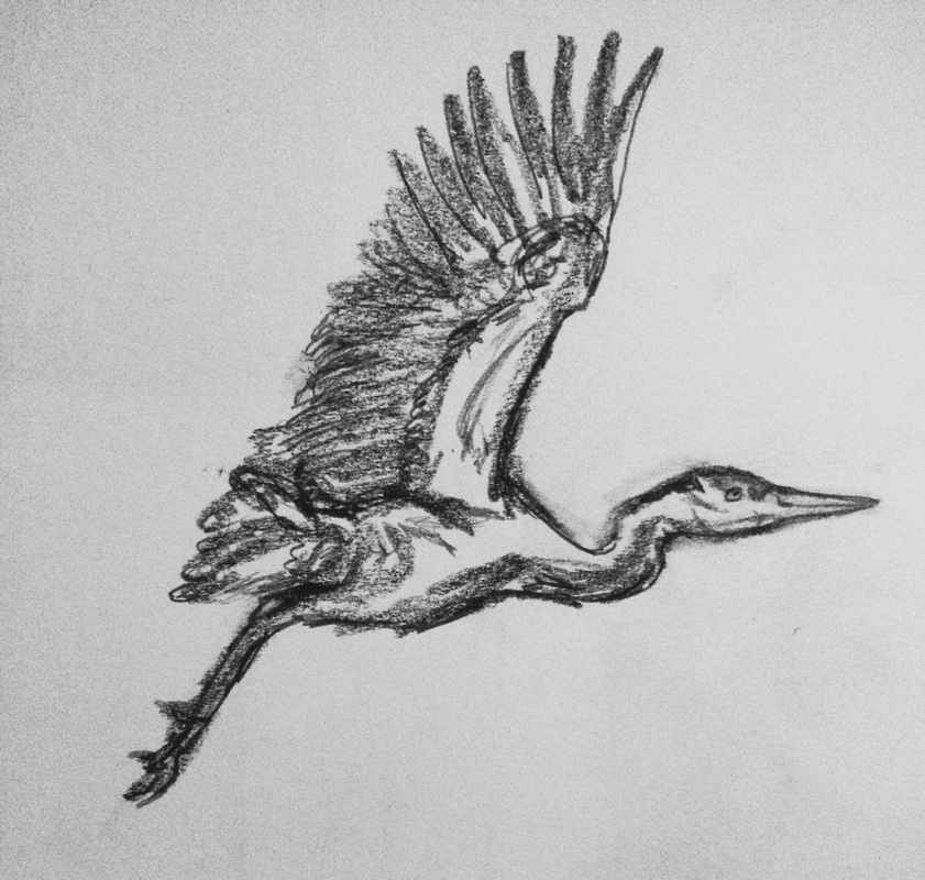 grey heron drawing