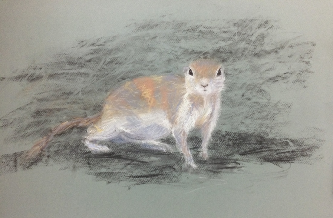 round tailed ground squirrel drawing