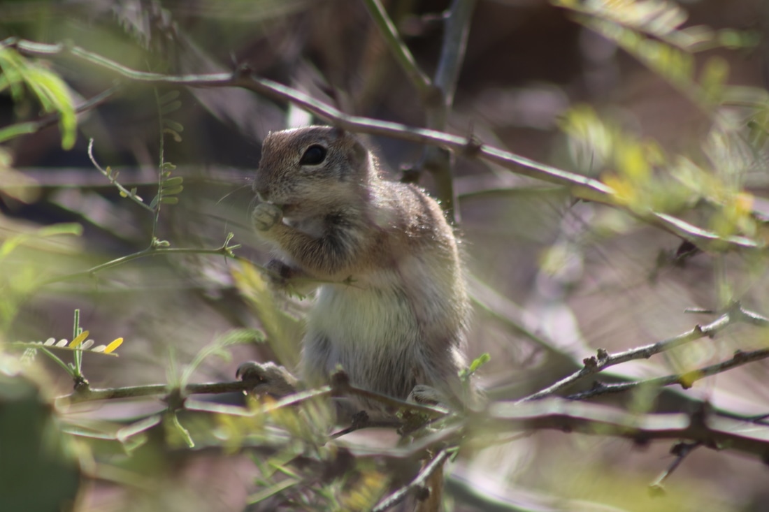 arizonas round tailed ground squirrel