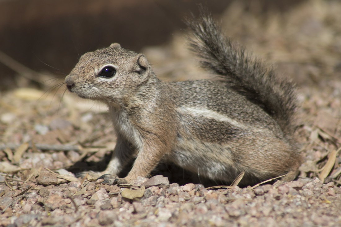 harris antelope ground squirrel