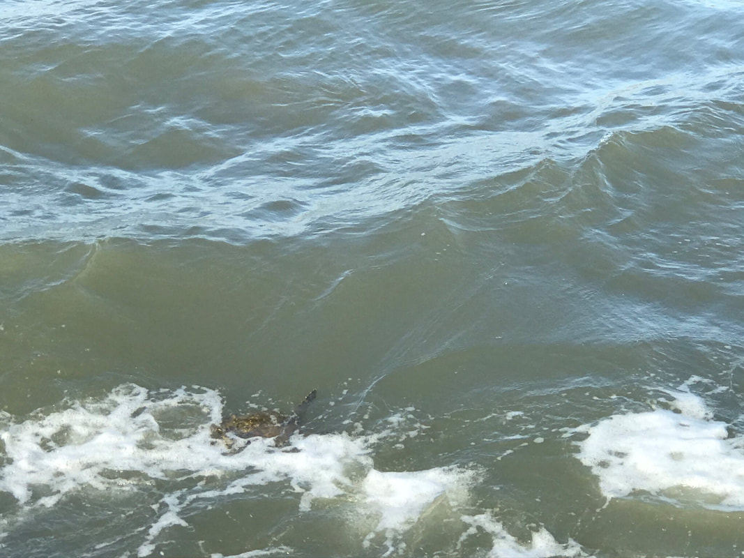sea turtle crashing in waves