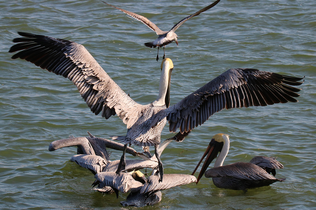 Pelican wings