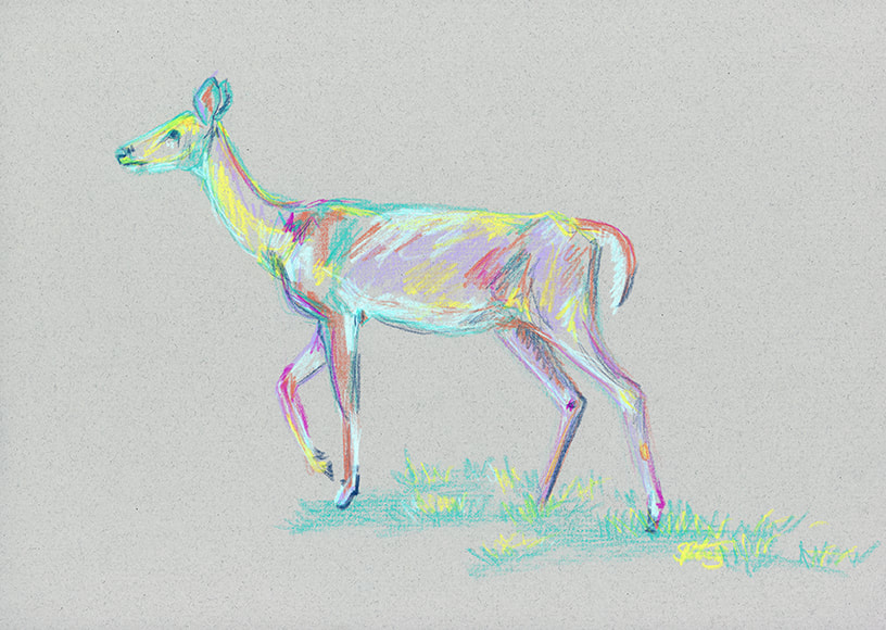 white tailed deer colorful drawing