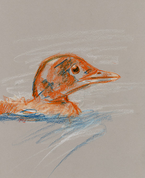 Loon Chick drawing