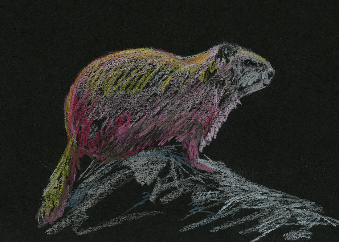 woodchuck colored pencil drawing