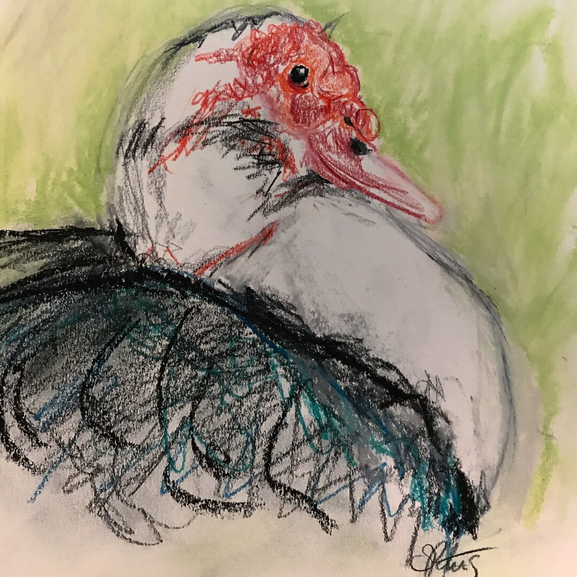 Muscovy duck drawing 
