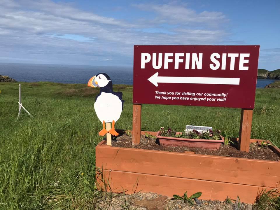 Standing Puffin