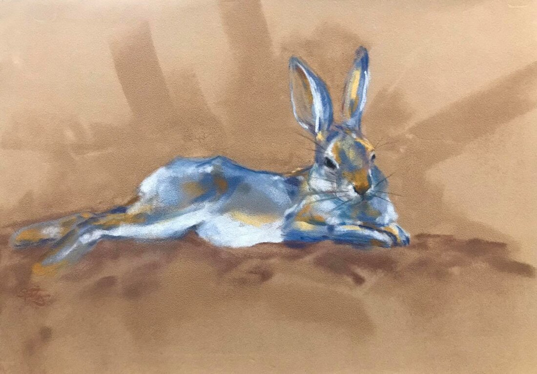 desert cottontail drawing