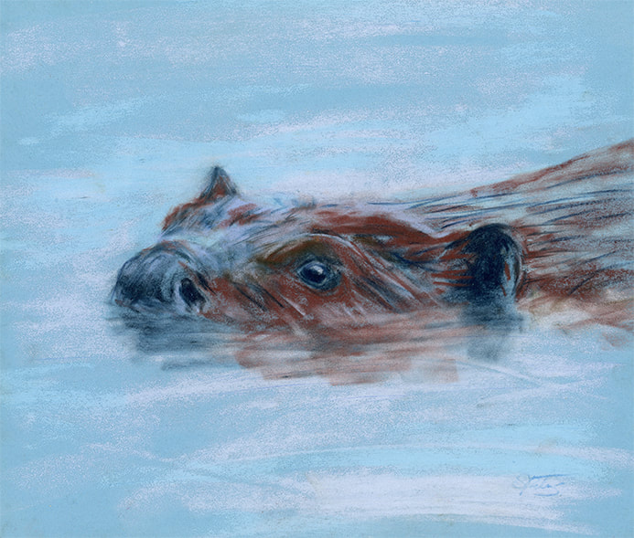 swimming beaver art