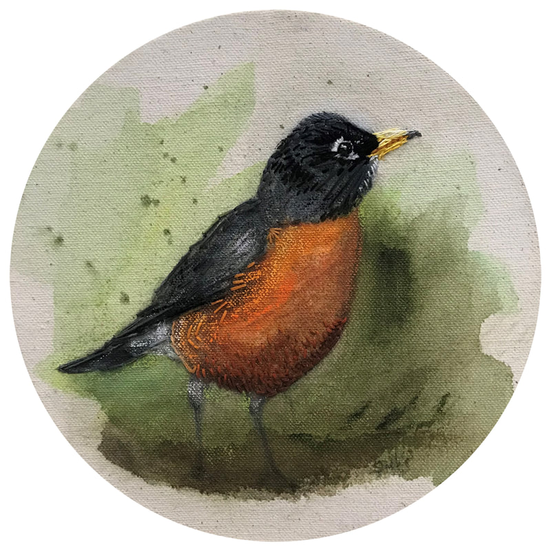 American robin painting